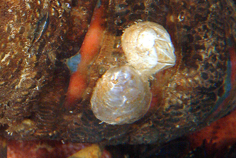 Scyllarus (Arctus) arctus